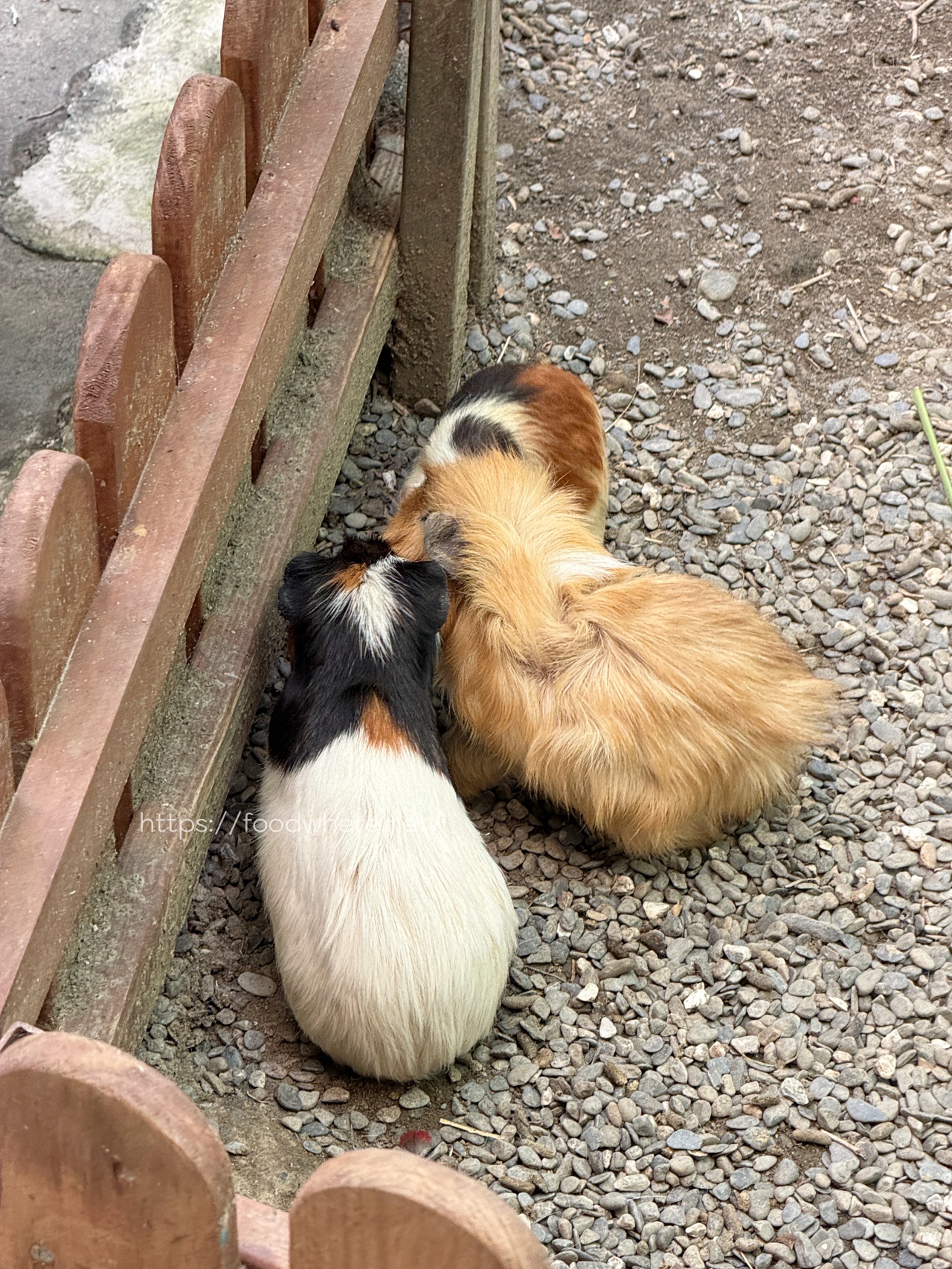 （高雄景點）高雄中央公園的療癒秘境：天使&#038;惡魔寵物互動園區 @高雄美食底對