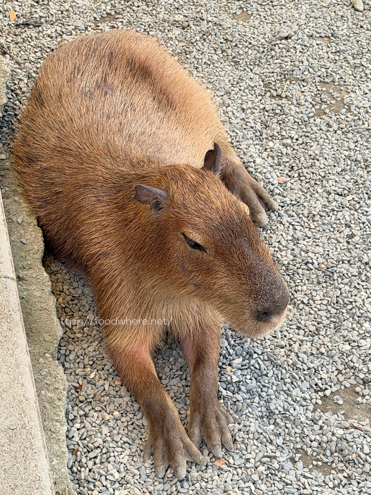 （高雄景點）高雄中央公園的療癒秘境：天使&#038;惡魔寵物互動園區 @高雄美食底對