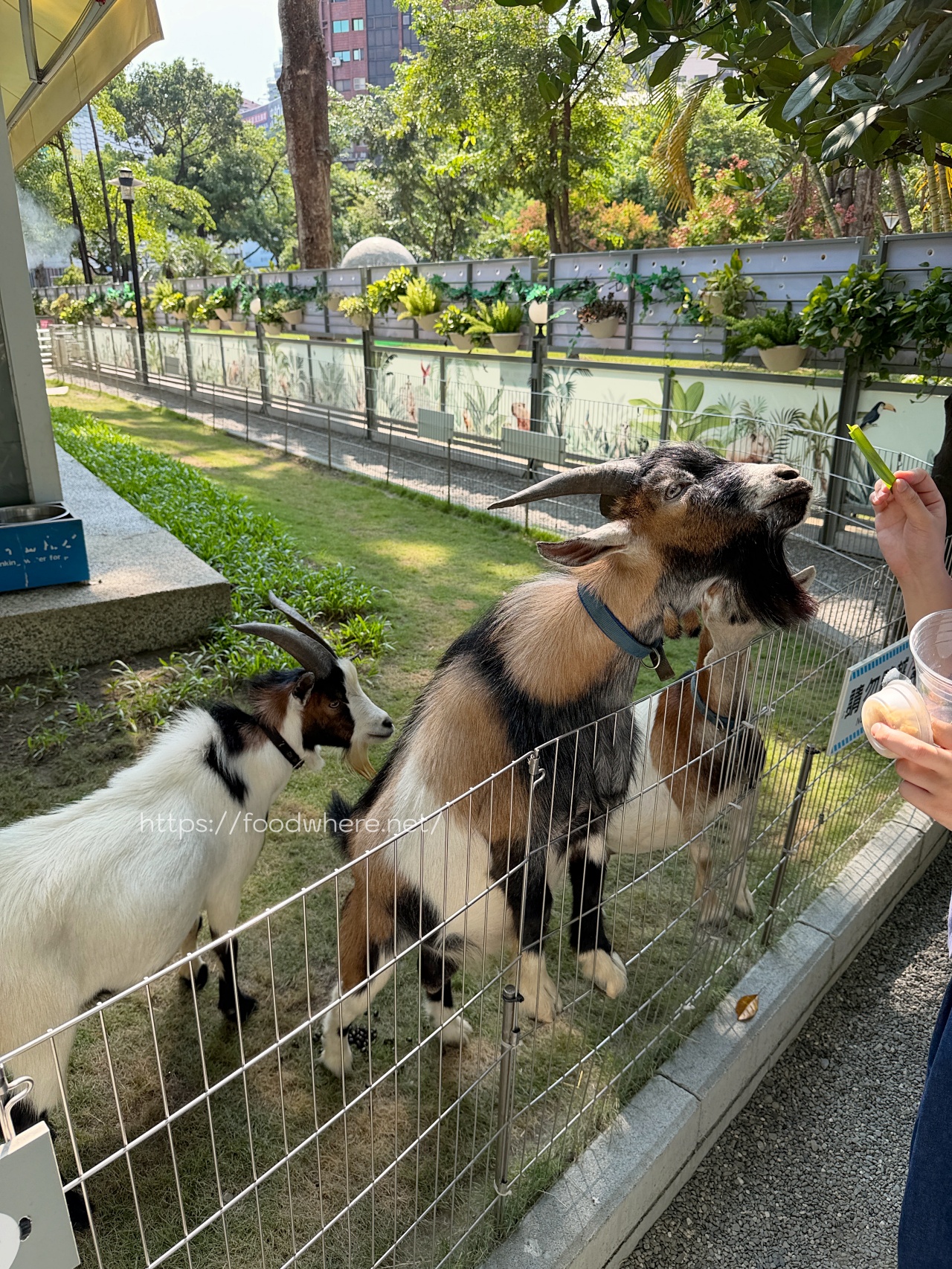 （高雄景點）高雄中央公園的療癒秘境：天使&#038;惡魔寵物互動園區 @高雄美食底對