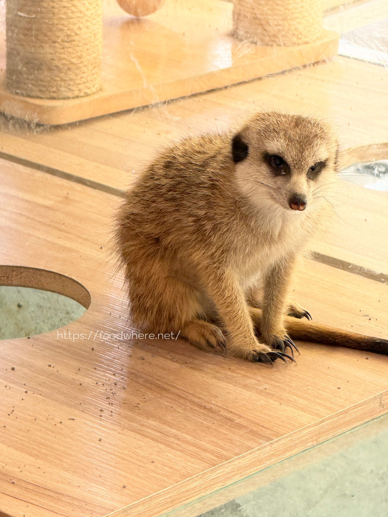 （高雄景點）高雄中央公園的療癒秘境：天使&#038;惡魔寵物互動園區 @高雄美食底對