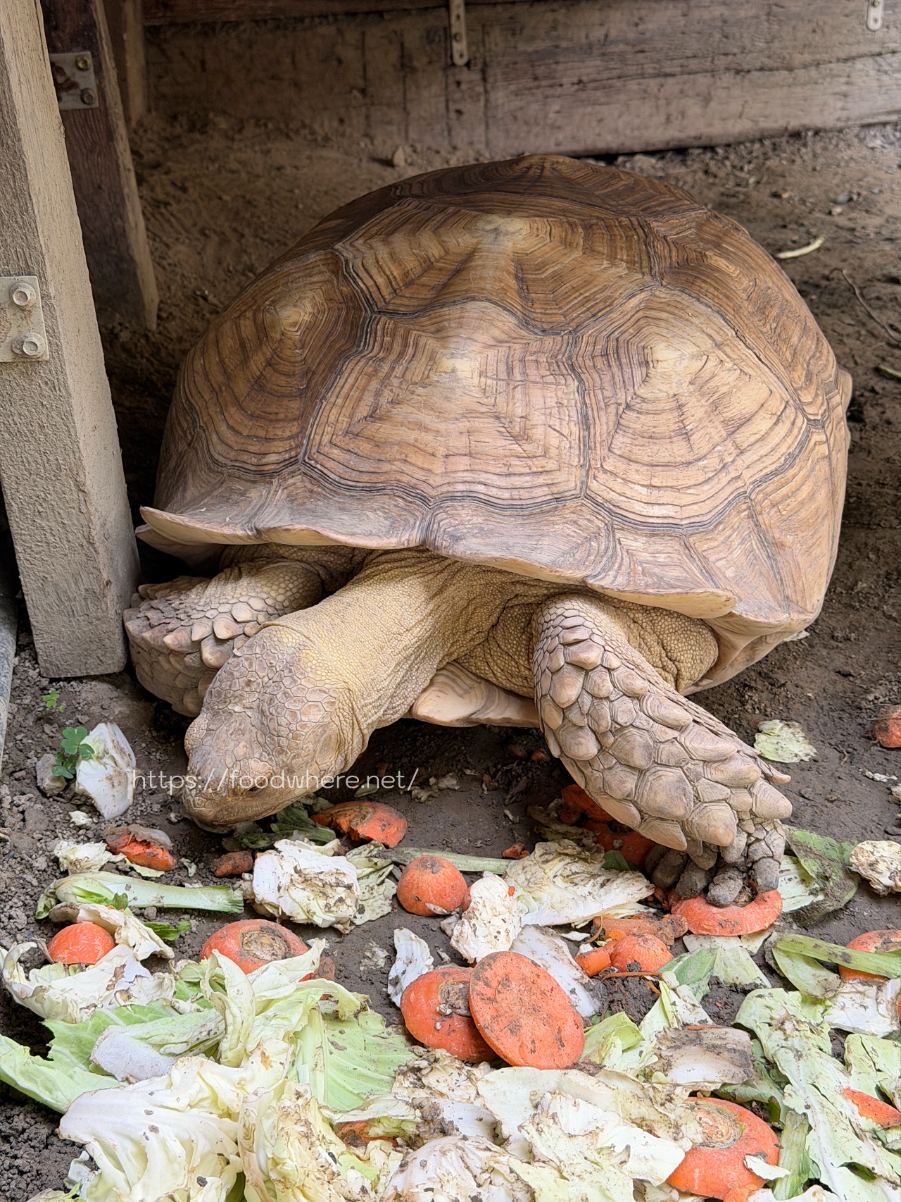 （有放菜單）高雄大社美食《霖園土雞城》觀音山下的人氣土雞城！烏骨鹽焗雞、豆乳雞、拔絲地瓜超驚豔 @高雄美食底對
