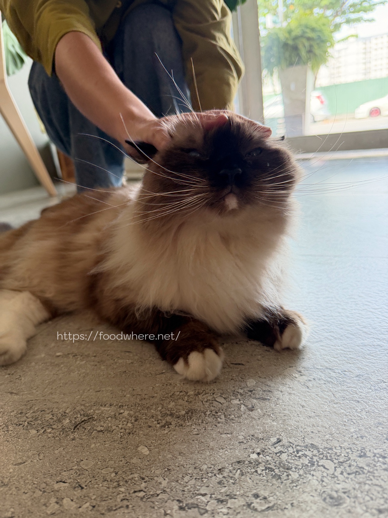 高雄卡瓦咖啡 《KAHWAH CAFE》有店貓作陪的咖啡店+早午餐 @高雄美食底對