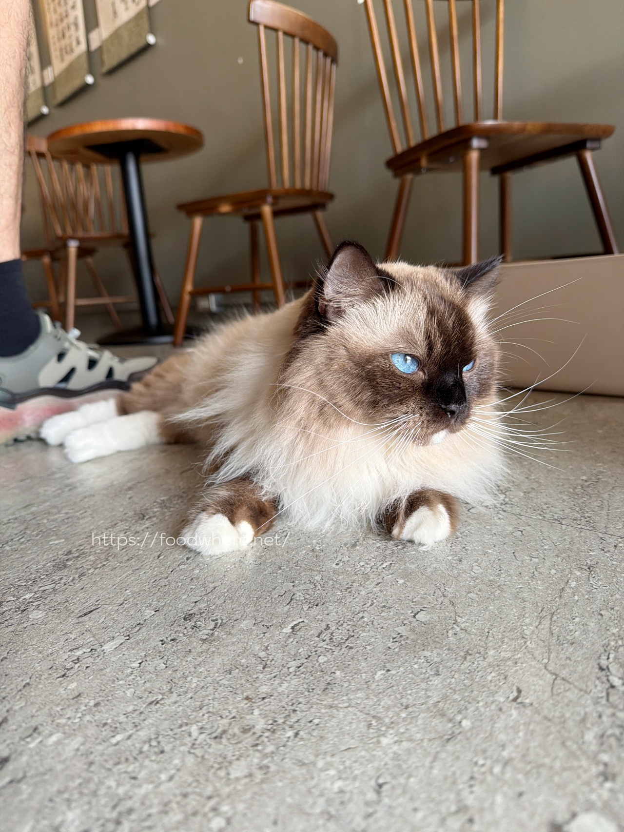 高雄卡瓦咖啡 《KAHWAH CAFE》有店貓作陪的咖啡店+早午餐 @高雄美食底對