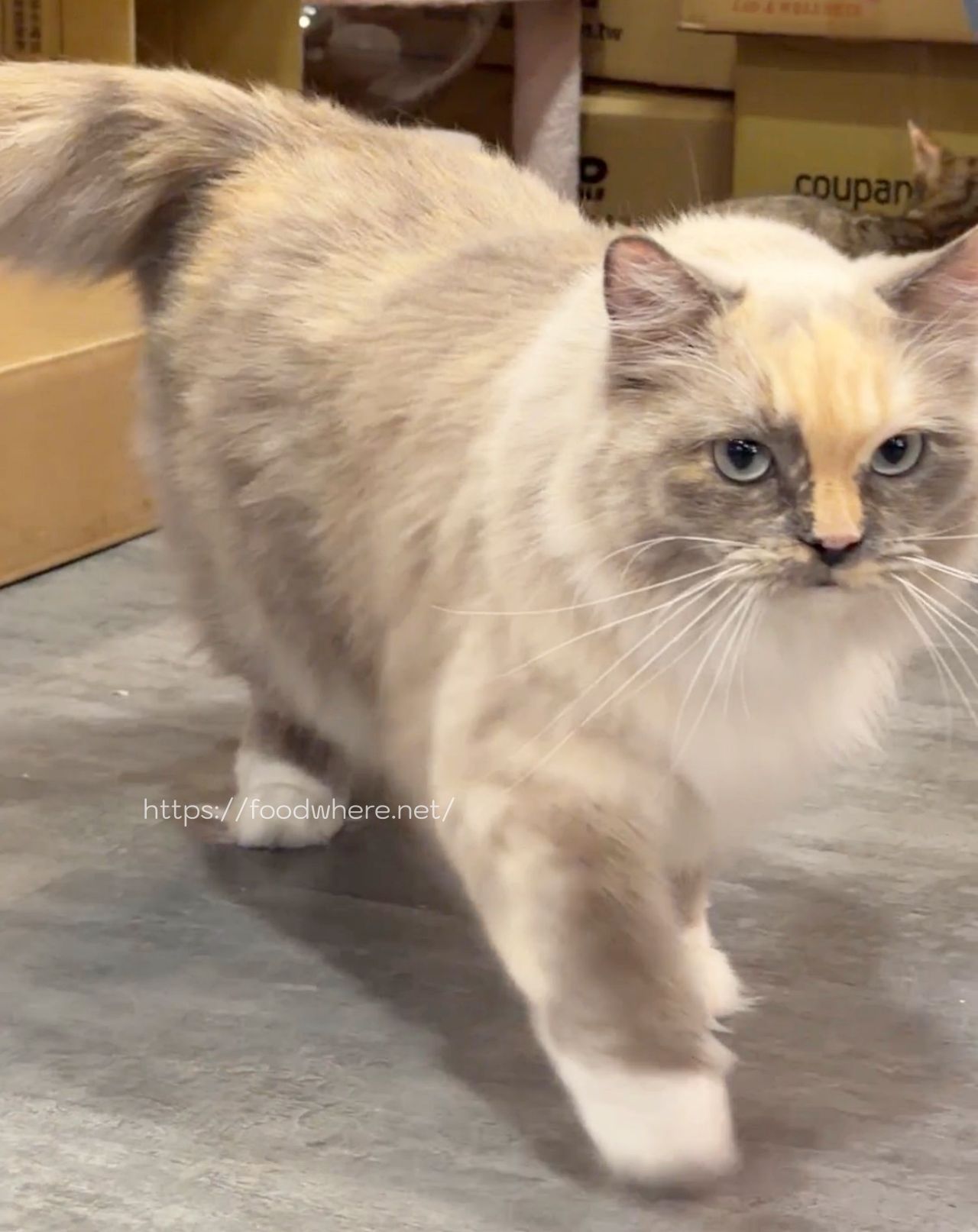 高雄文化中心美食推薦《那涼》擼貓＋超好吃家常炒麵 @高雄美食底對