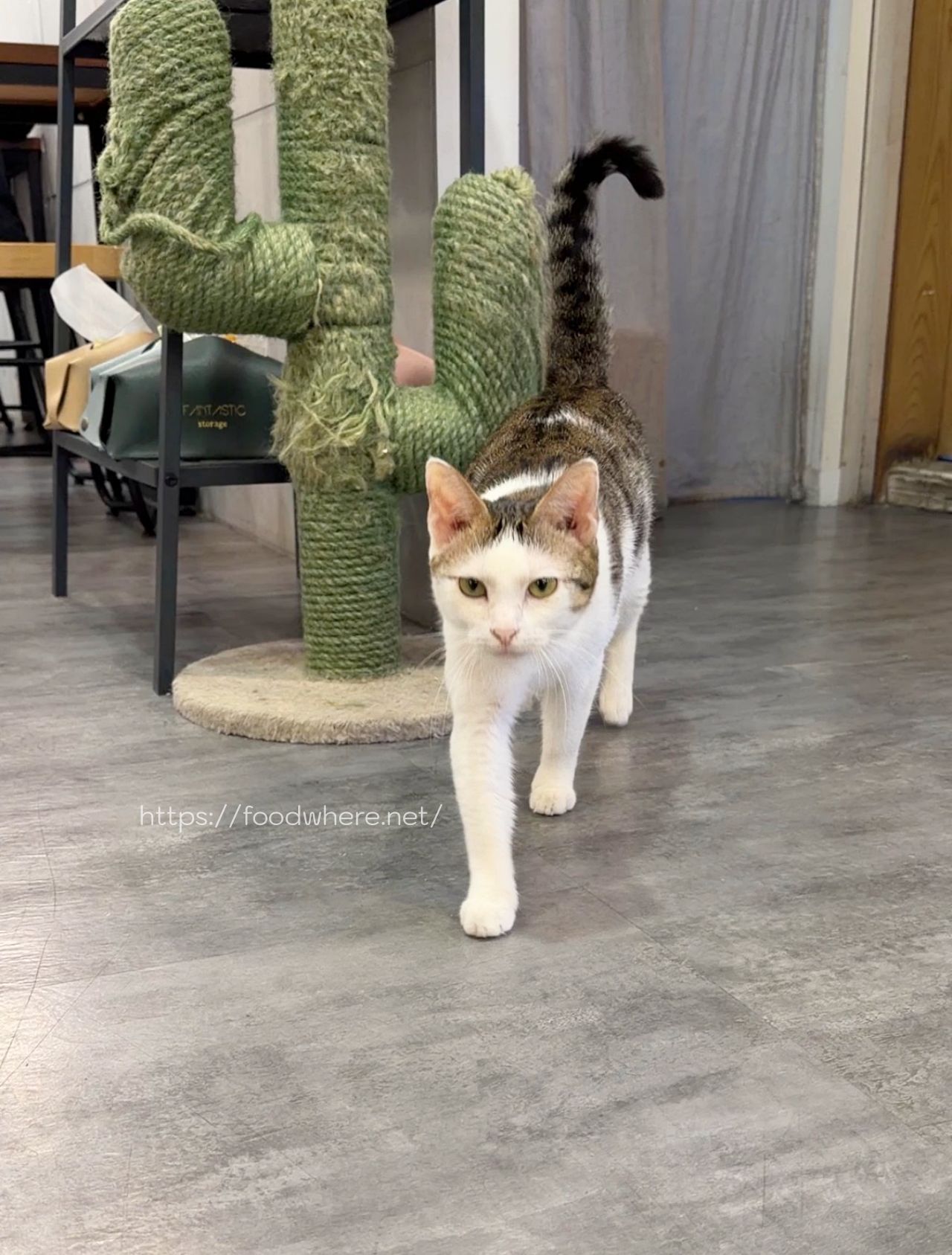 高雄文化中心美食推薦《那涼》擼貓＋超好吃家常炒麵 @高雄美食底對