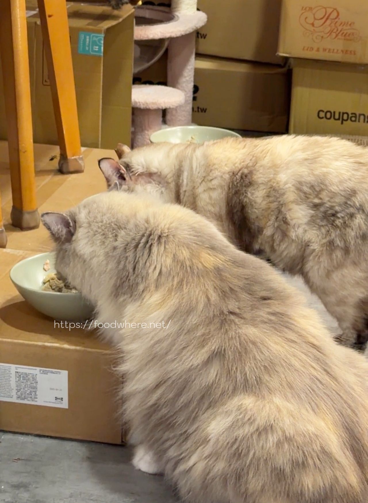 高雄文化中心美食推薦《那涼》擼貓＋超好吃家常炒麵 @高雄美食底對