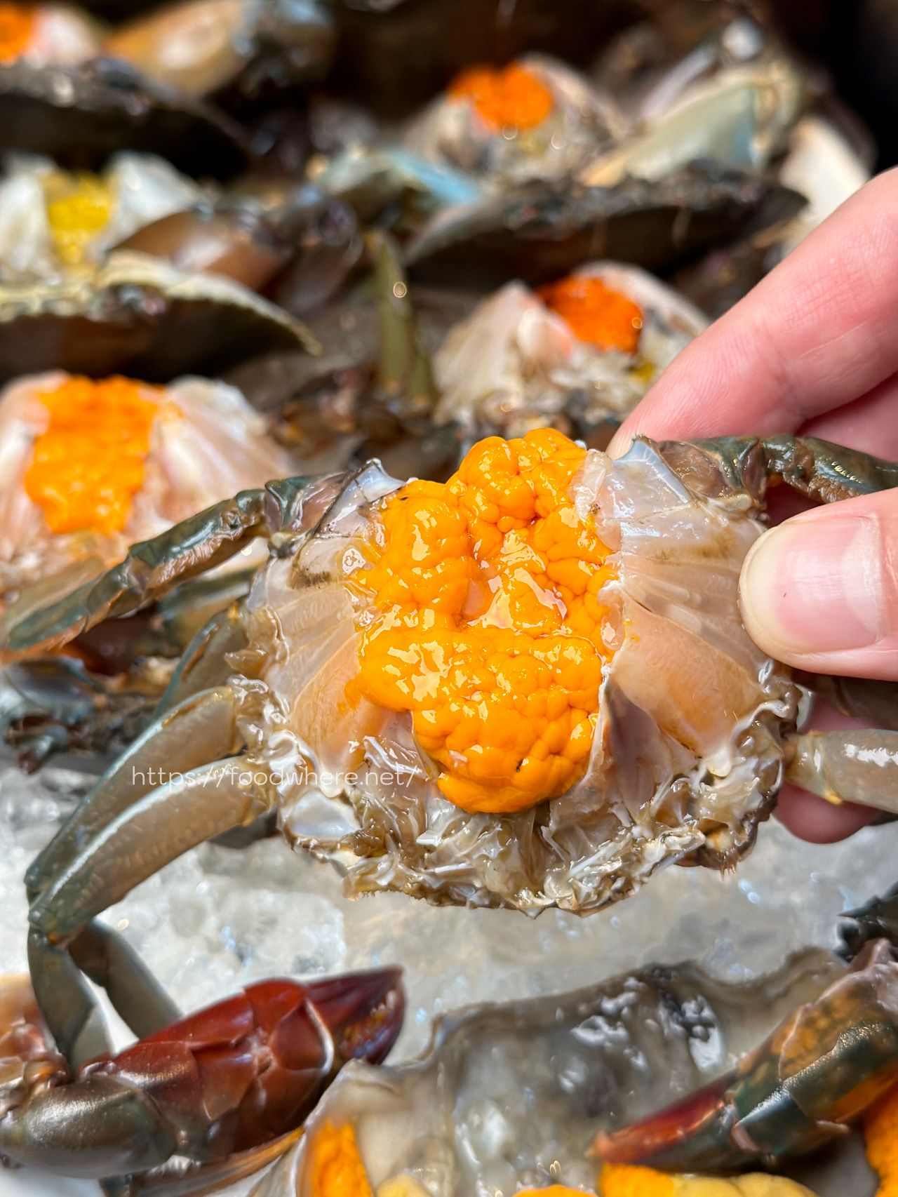 高雄火鍋推薦《舞古賀鍋物專門店》活跳跳新鮮爆蛋紅蟳單隻 99 元，36oz 大份量肉盤雙人餐 @高雄美食底對